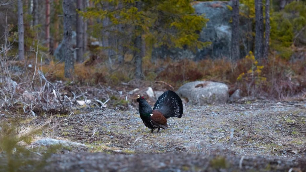 Majestic capercaillie displaying its feathers in a tranquil Finnish forest setting.